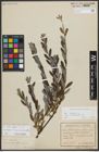 Foto von Salix repens subsp. incubacea (L.) A. Neumann